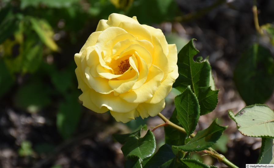'Freedom ® (hybrid tea, Dickson 1981)' rose photo