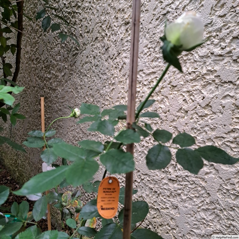 'Pierre de Ronsard ®' rose photo
