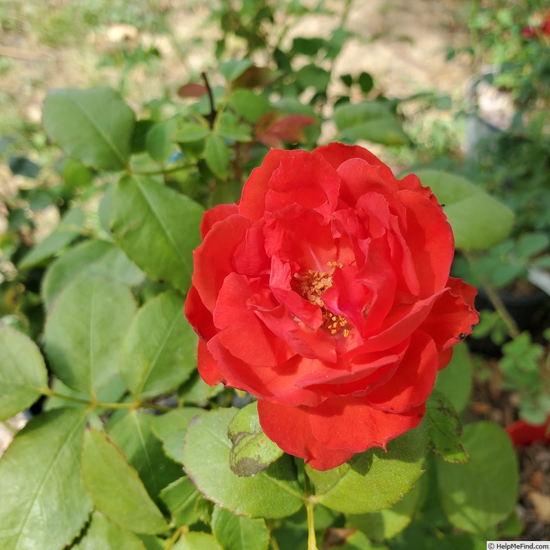 'True Passion' rose photo