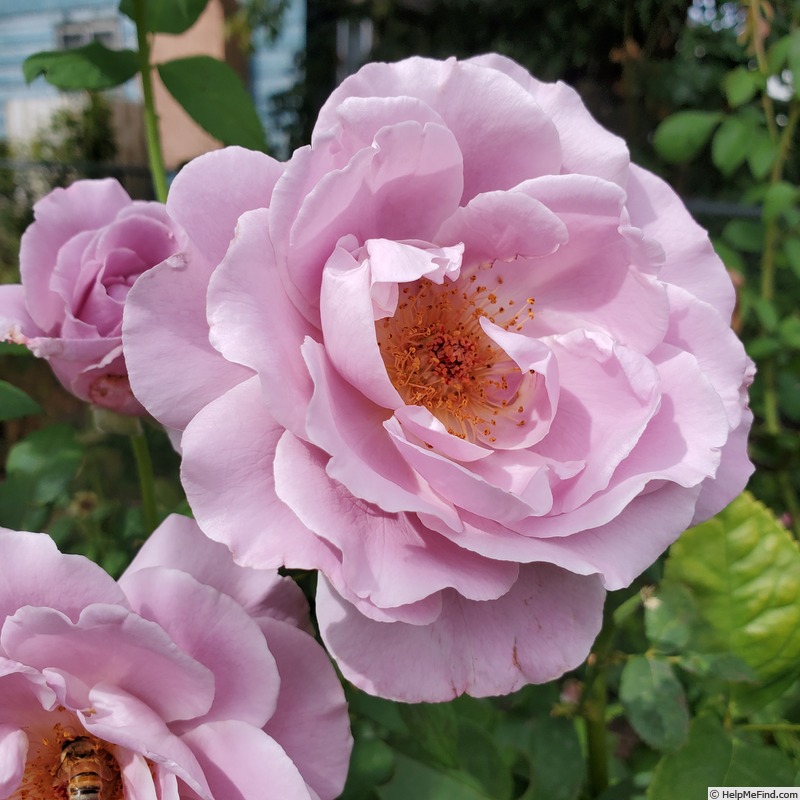 'Blushing Lavender' rose photo