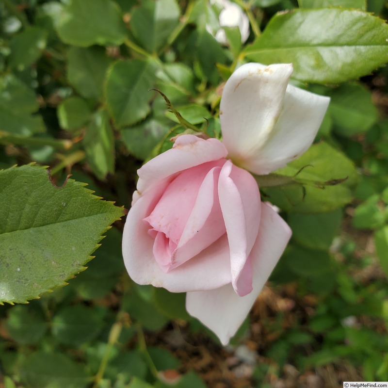 'Meredith (hybrid tea, Carruth 2002)' rose photo