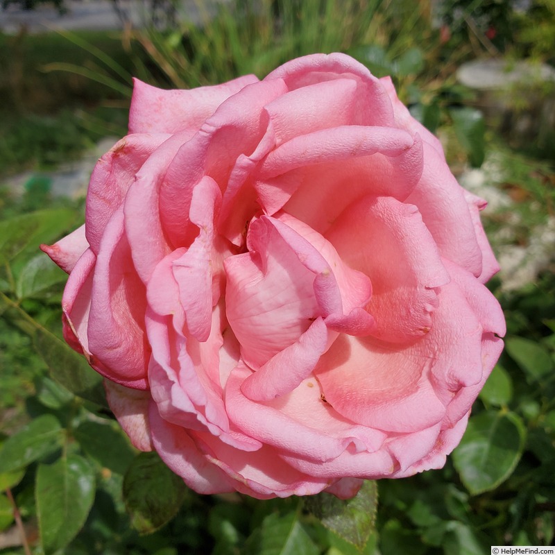'Wedding Bells ® (hybrid tea, Kordes 2001)' rose photo