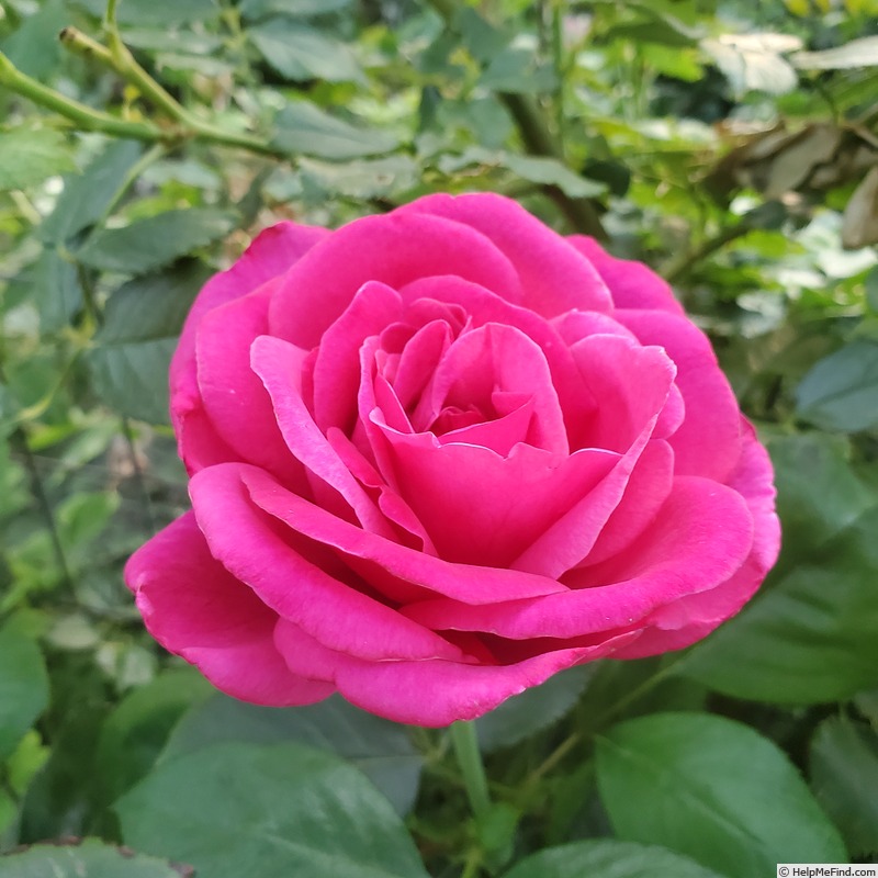 'Della Reese ™' rose photo