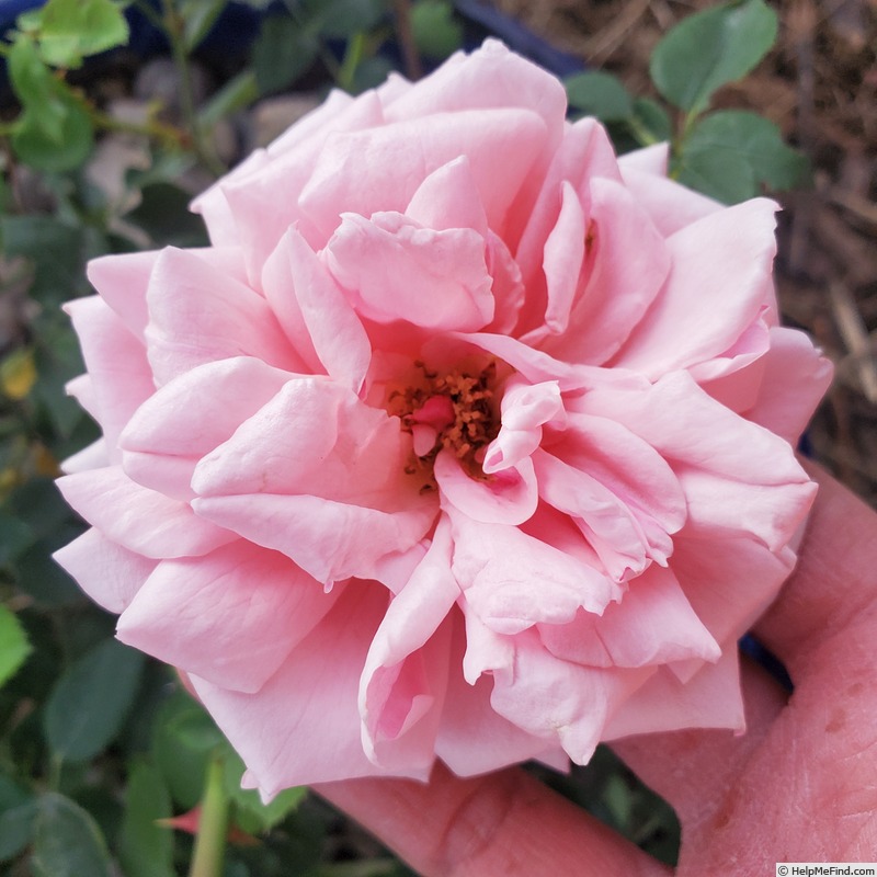 'Mabelle Stearns' rose photo