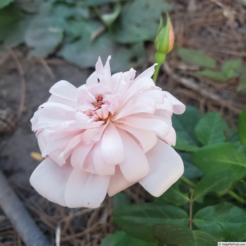 'Perle d'Or (polyantha, Rambaux, 1875)' rose photo