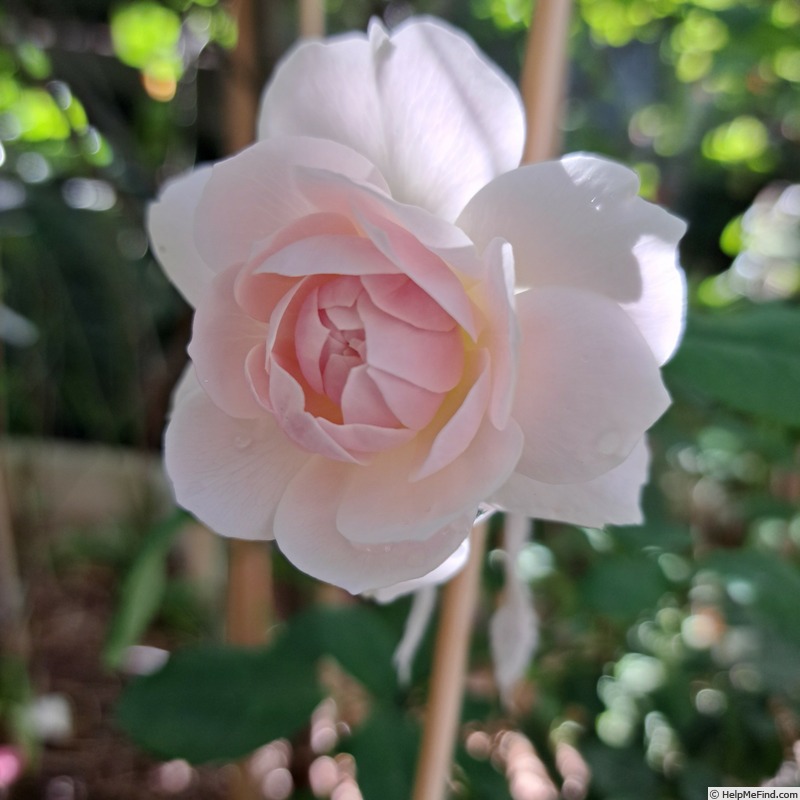'Wisley 2008' rose photo