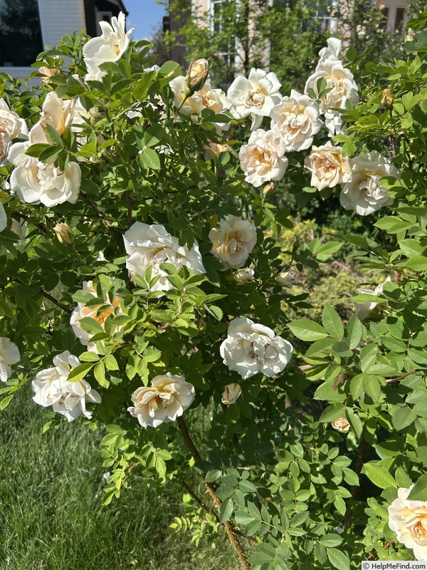 'Dr. F.L. Skinner' rose photo