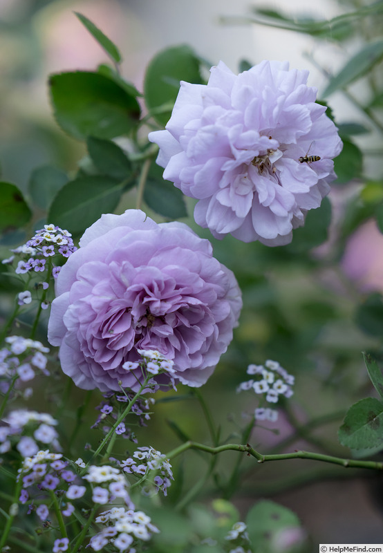 'Rainy Blue' rose photo