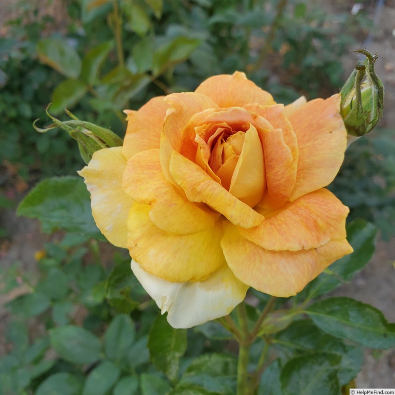 'Helen Hayes' rose photo