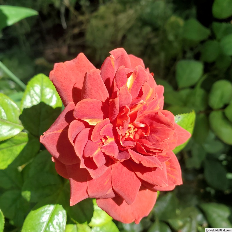 'Hot Cocoa ™ (floribunda, Carruth 2001)' rose photo
