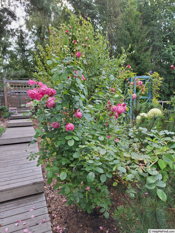 'Royal Jubilee' rose photo