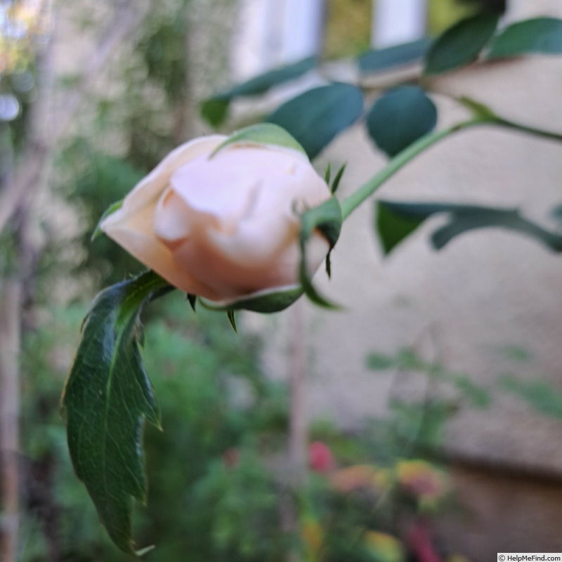 'Lichfield Angel' rose photo