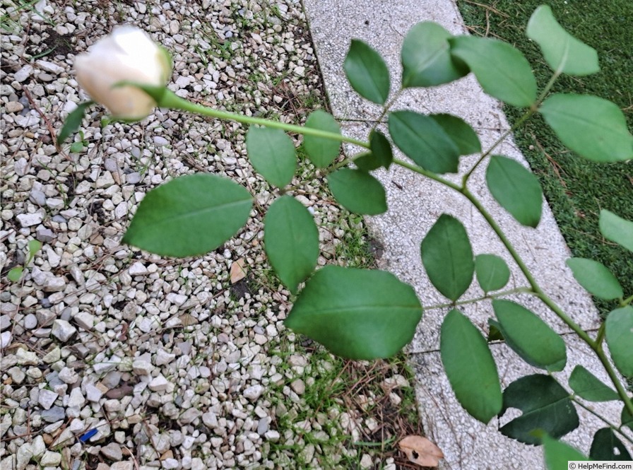 'Lichfield Angel' rose photo
