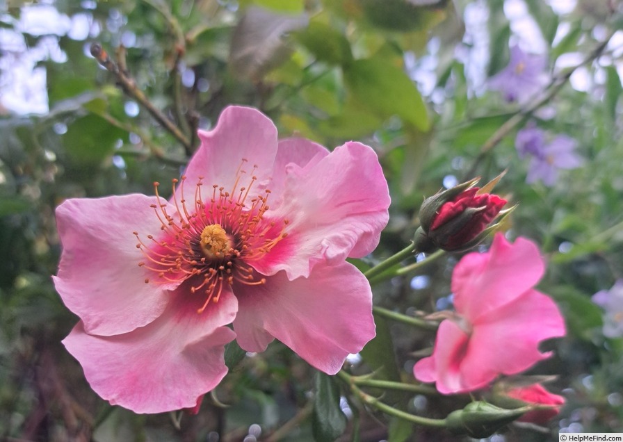 'Peace and Love ® (hybrid hulthemia, Warner, 2006)' rose photo