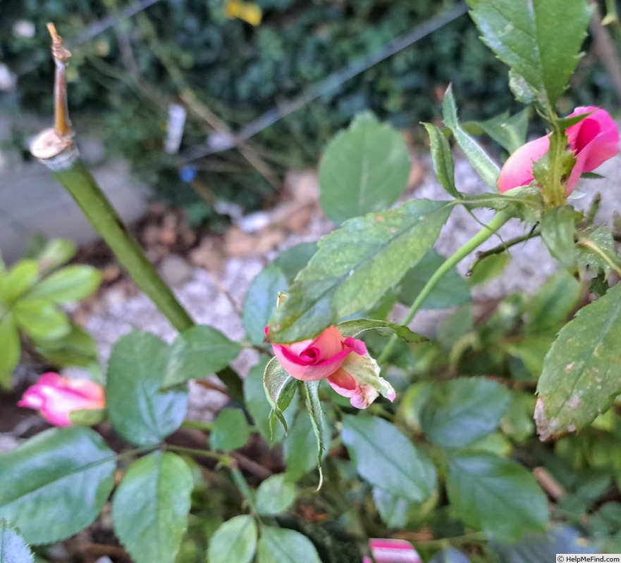'Parfum Royal ®' rose photo