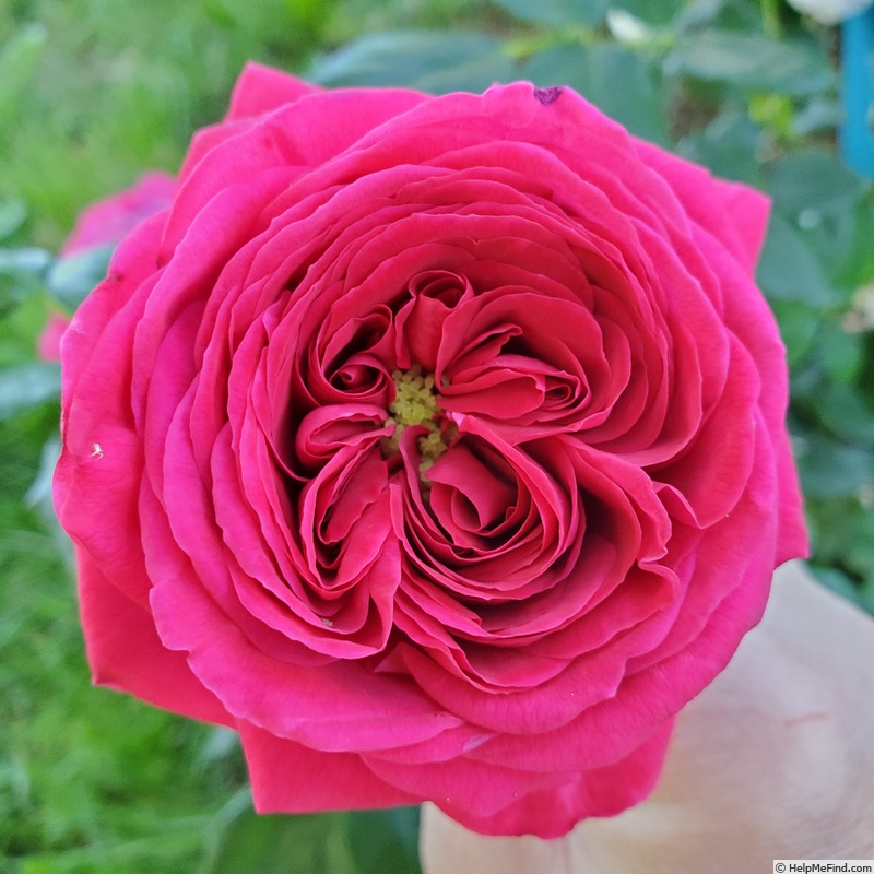 'True Endearment' rose photo