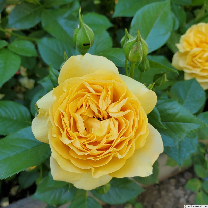'Julia Child ™ (Floribunda, Carruth 2004)' rose photo