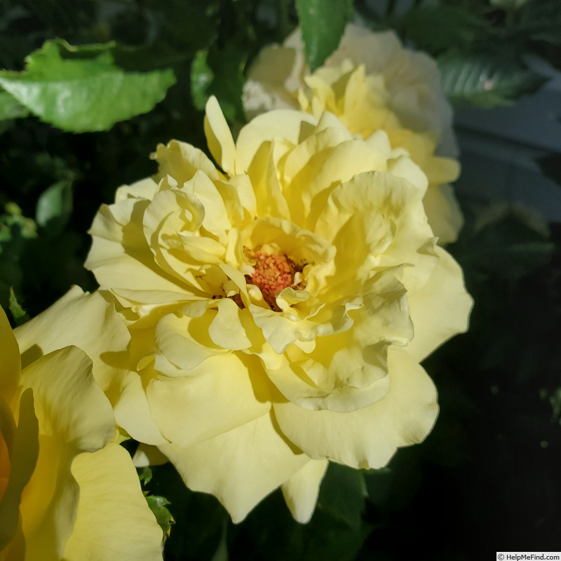 'Sun Flare' rose photo