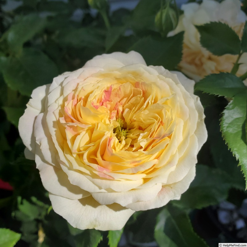 'Pop Art' rose photo