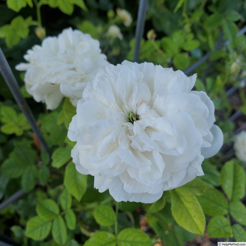 'Madame Plantier (hybrid noisette, Plantier, 1835)' rose photo