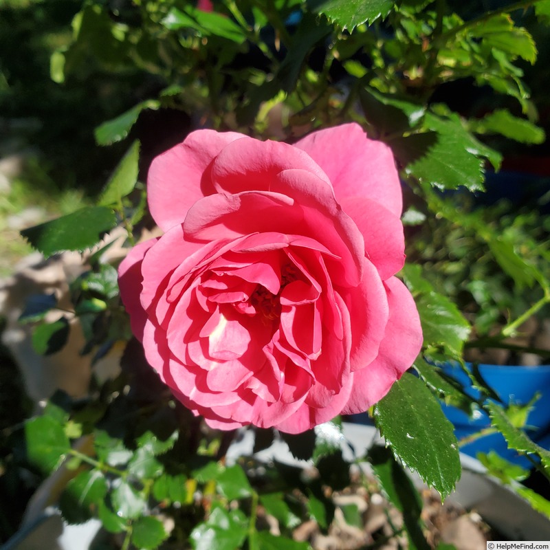 'True Compassion' rose photo