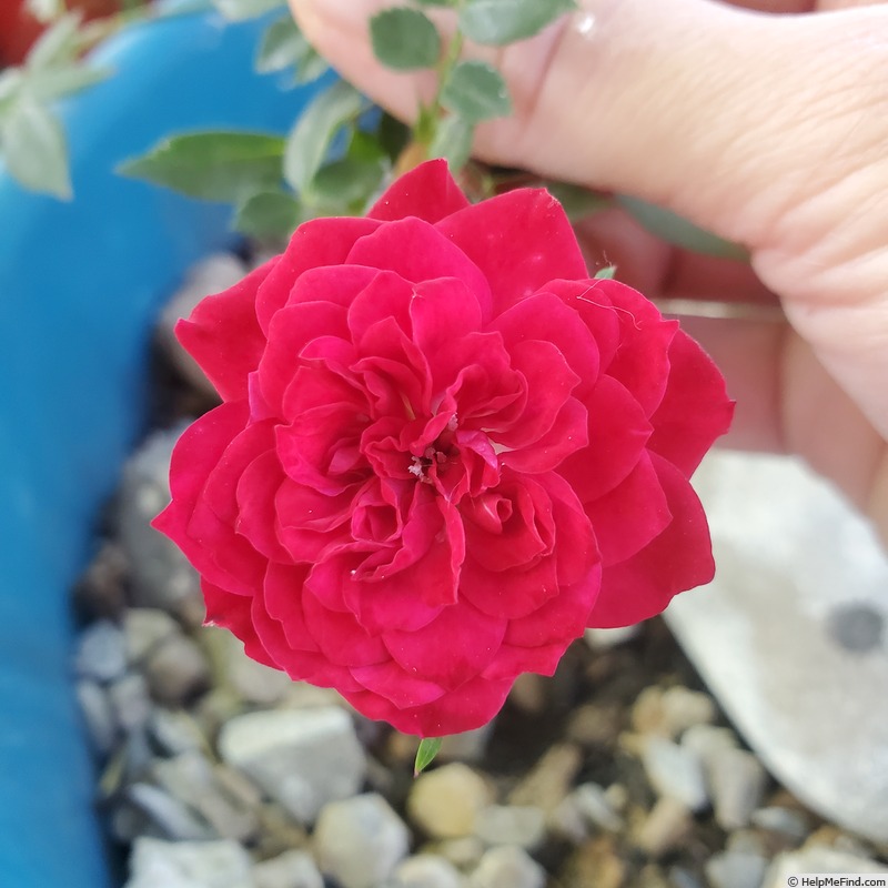 'Red Cascade' rose photo