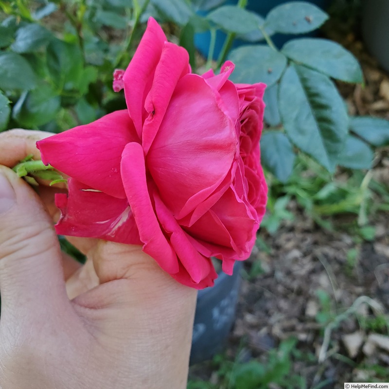 'True Endearment' rose photo