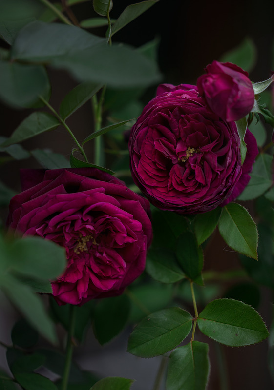 'Elestrial's Garden'  photo