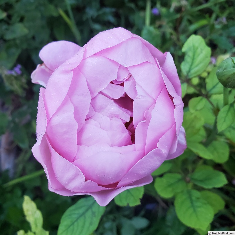 'Boscobel ® (shrub, Austin 2012)' rose photo