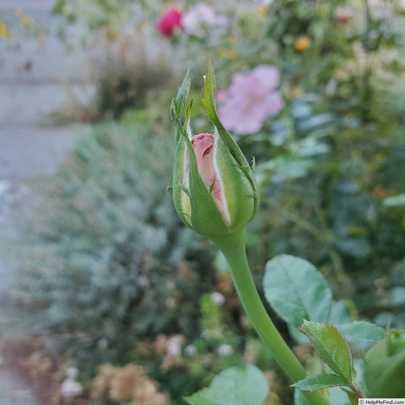 'Le Petit Prince' rose photo