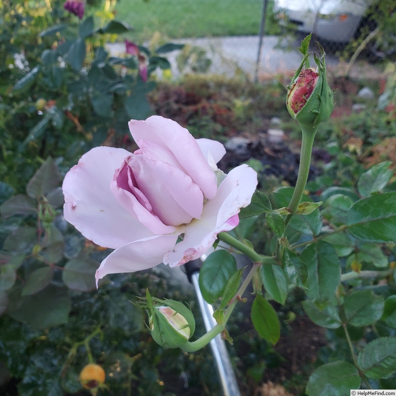 'Le Petit Prince' rose photo