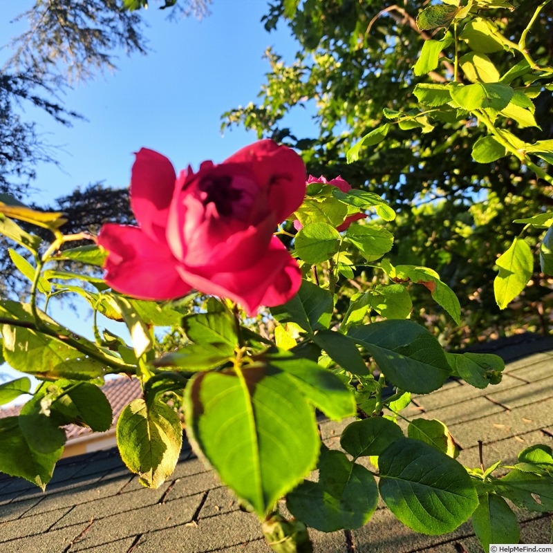'Ruban Rouge ® (shrub, Meilland 2012)' rose photo