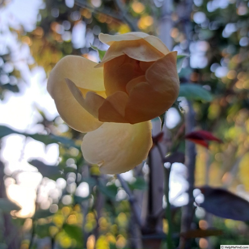 'Bring Me Sunshine' rose photo