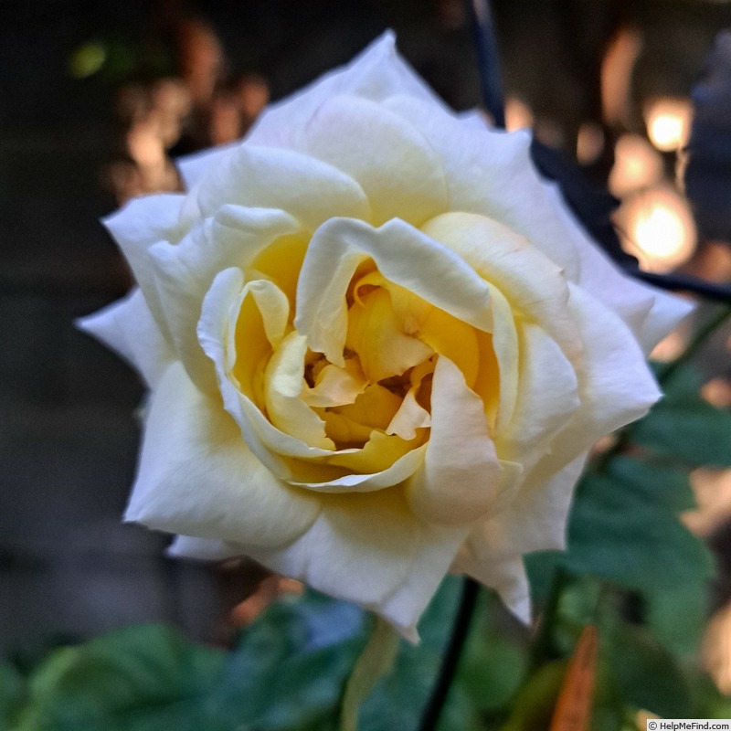 'Oriental Peace Climbing ®' rose, click to enlarge 'Oriental Peace Climbing ®' rose photo