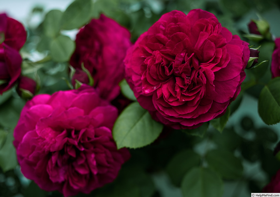 'Tess of the d'Urbervilles' rose photo