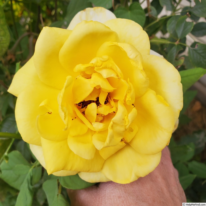 'Sunbright ®' rose photo