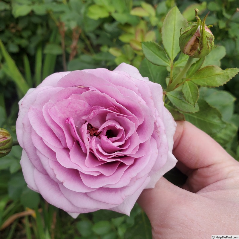 'Violet's Pride' rose photo