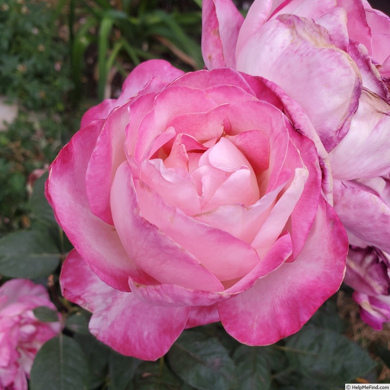 'California Dreamin' ™' rose photo