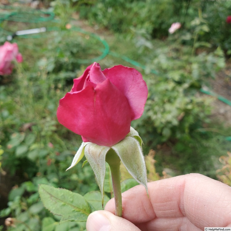'Paradise ™ (hybrid tea, Weeks 1975)' rose photo
