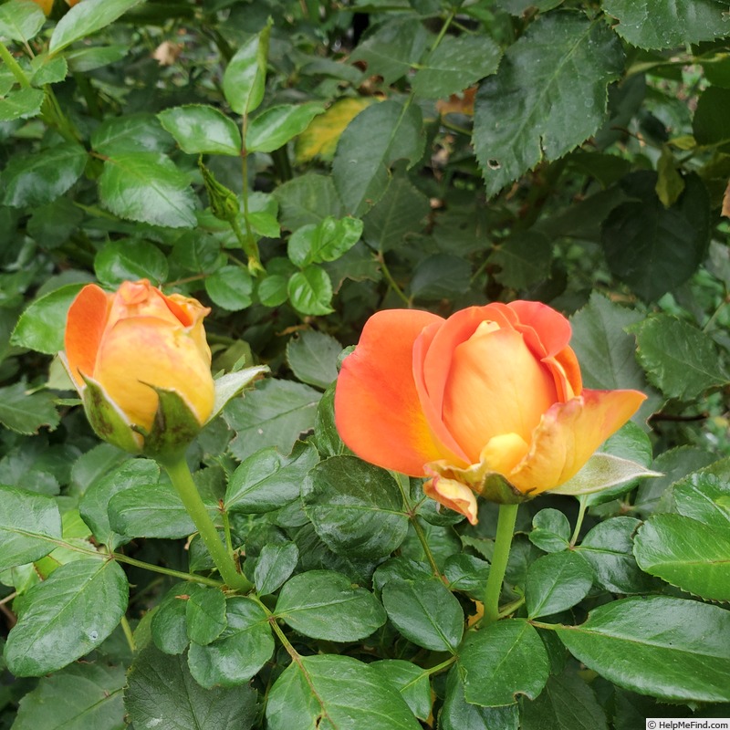 'Burst of Joy ™' rose, click to enlarge 'Burst of Joy ™' rose photo