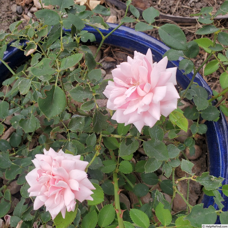 'Mabelle Stearns' rose photo