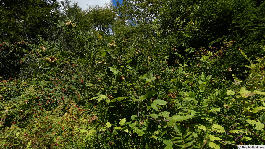 'R. roxburghii' rose photo