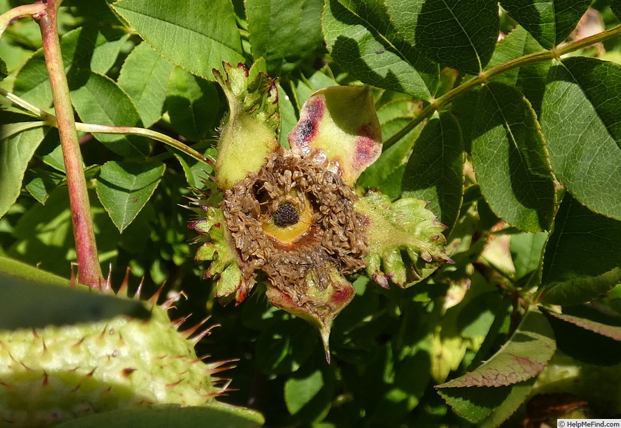 'R. roxburghii' rose photo