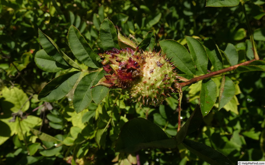 'R. roxburghii' rose photo