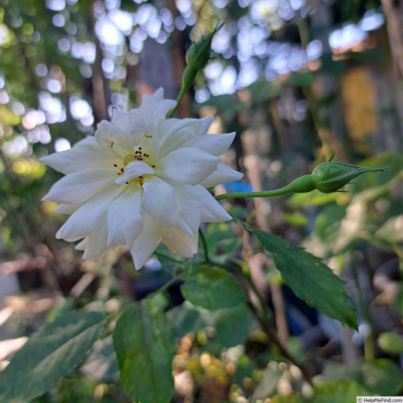 'Rêve de Paris ® (floribunda, Meilland 2000)' rose photo