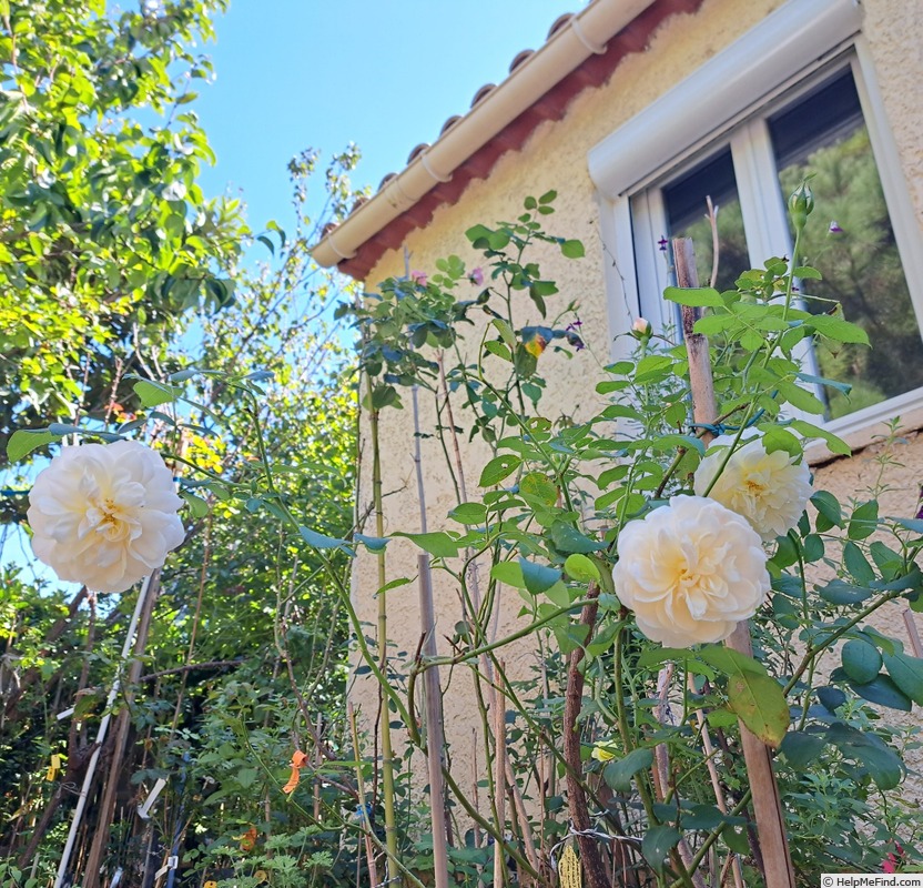 'Lichfield Angel' rose photo