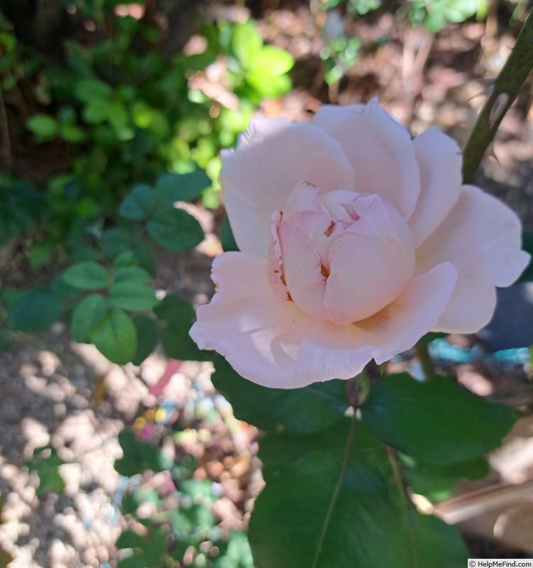 'André le Nôtre ®' rose photo