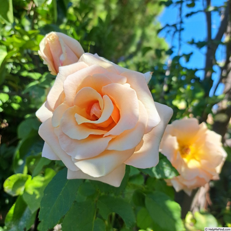 'Paul Ricard ®' rose, click to enlarge 'Paul Ricard ®' rose photo