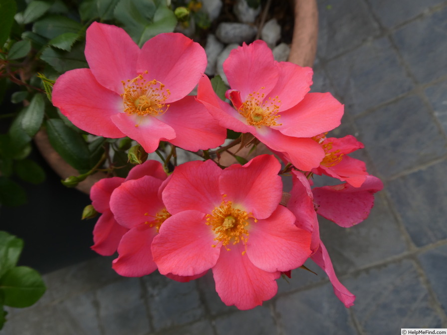 'Amstelveen' rose photo
