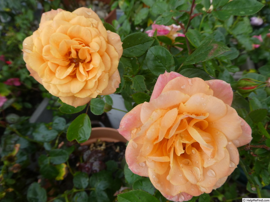 'Apricot Clementine ®' rose photo